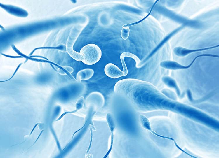 Sperm cells under the microscope